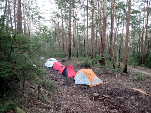 A row of tents in the trees during our Gold Bushwalking Award Journey
