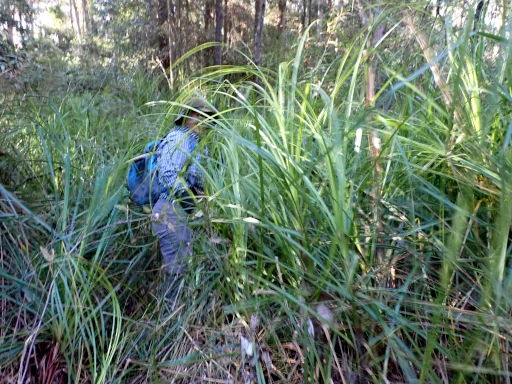 the Newcastle Bushwalking Skills Program takes people off track like this person walking through long grass and bush
