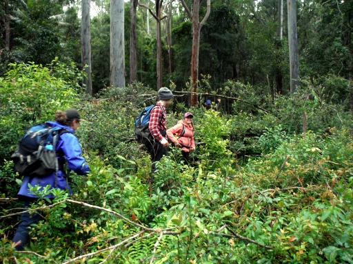 three people are pushing through very thick bush in the Newcastle Bushwalking Skills Program.